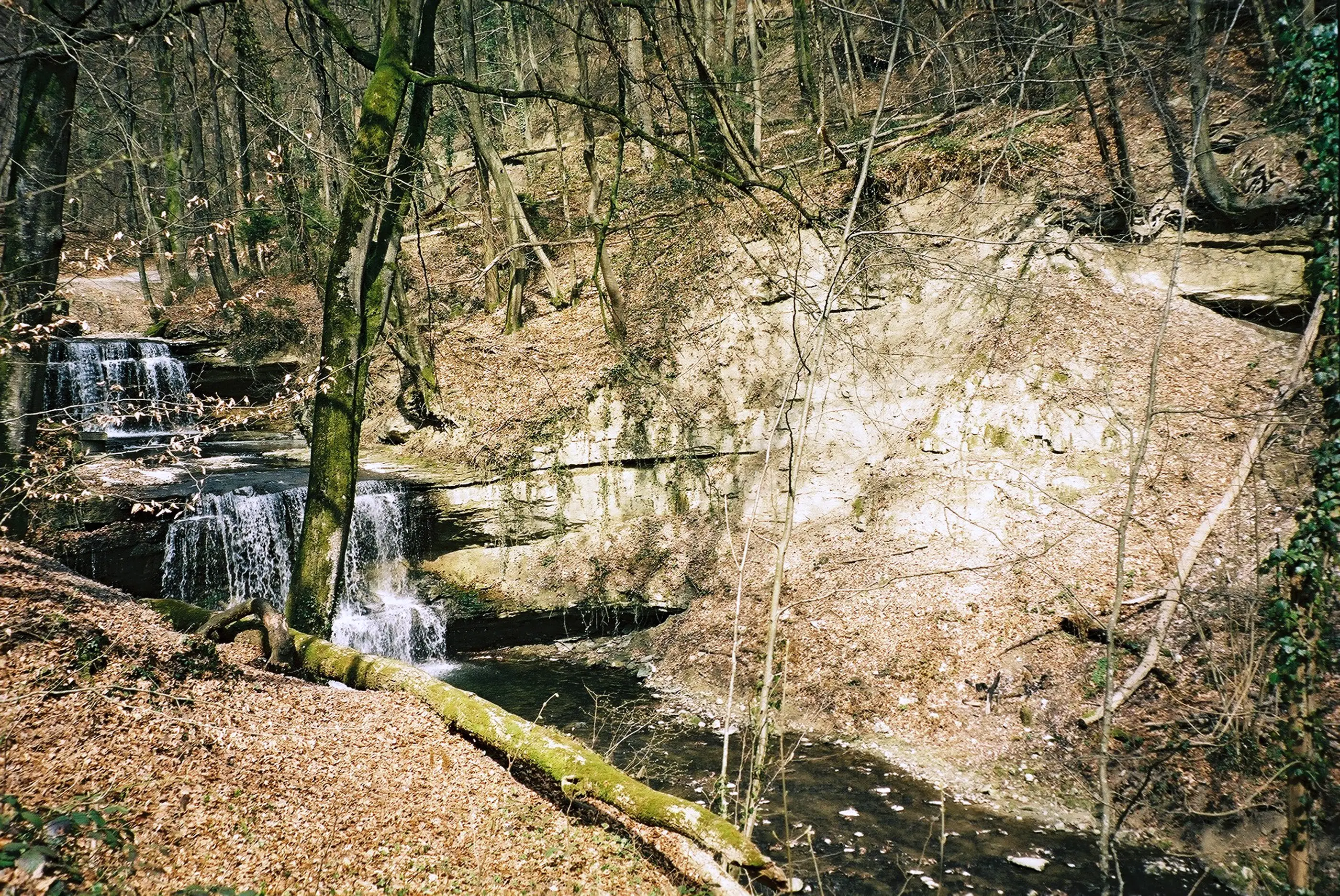 Vignette